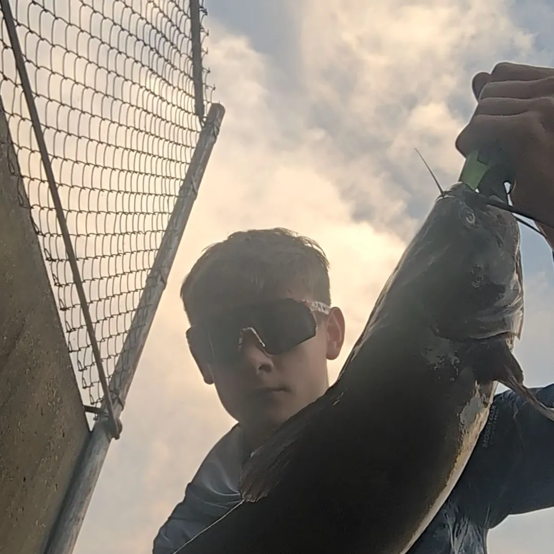 Channel catfish caught on Fishbrain