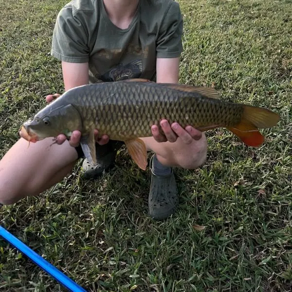 Common carp caught on Fishbrain