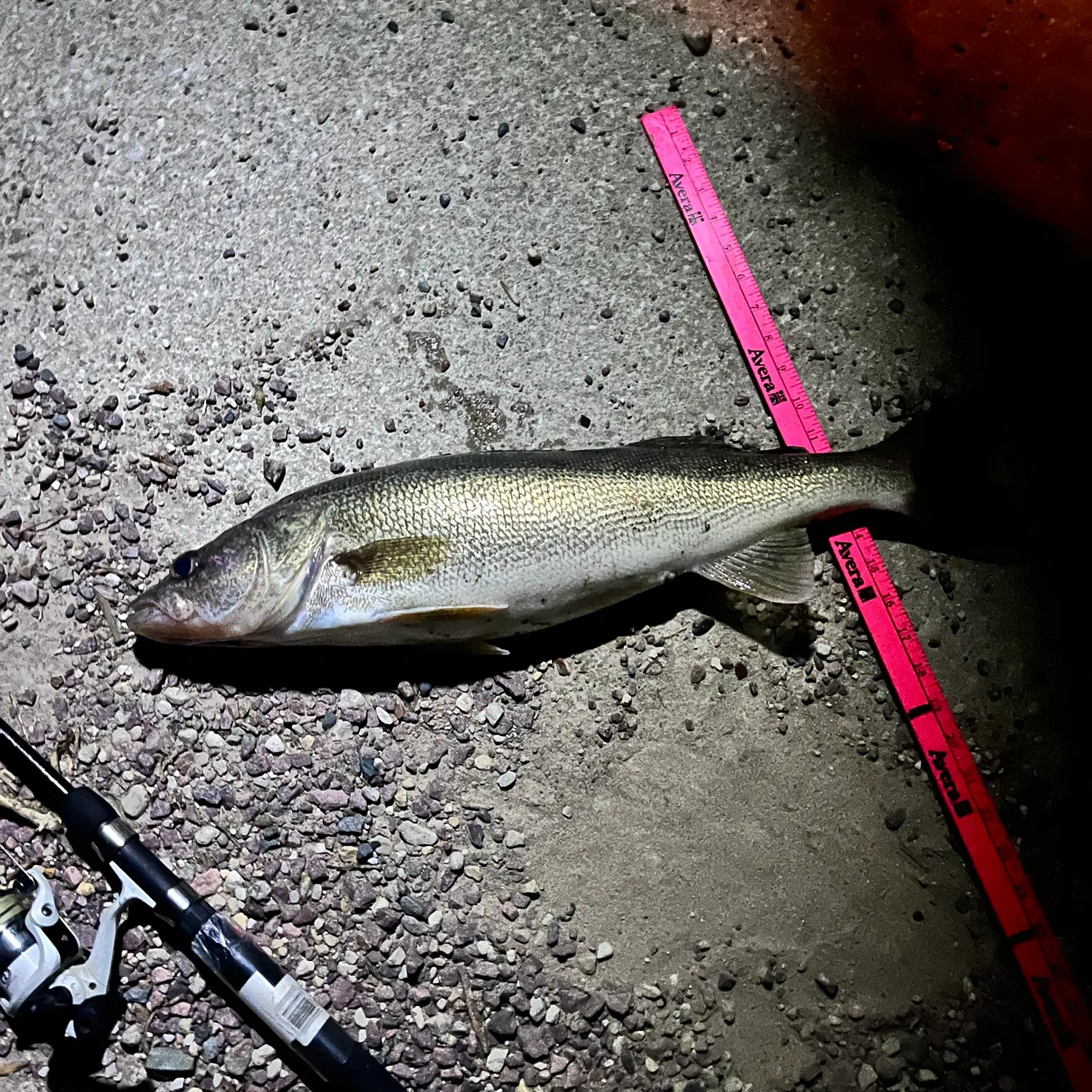 Walleye caught on Fishbrain