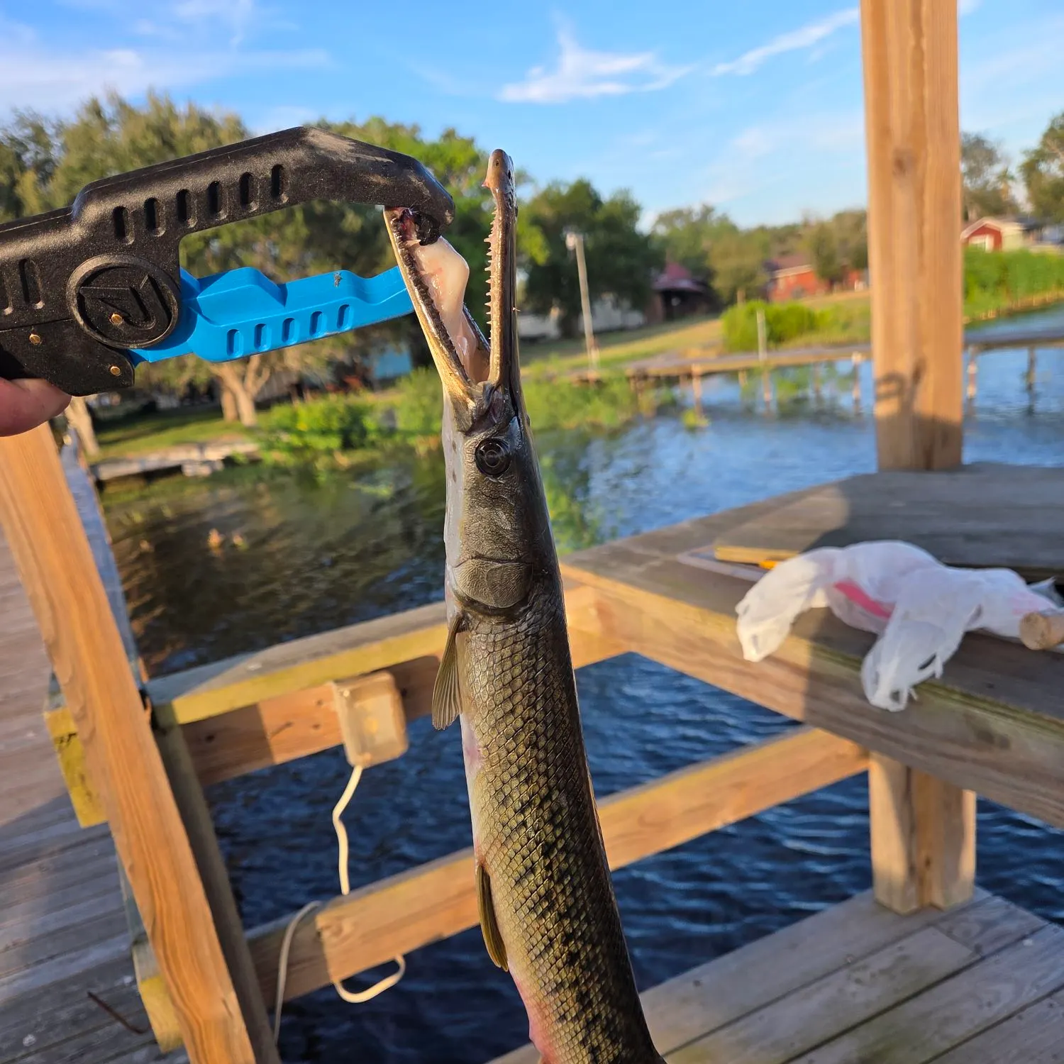 Spotted gar caught on Fishbrain