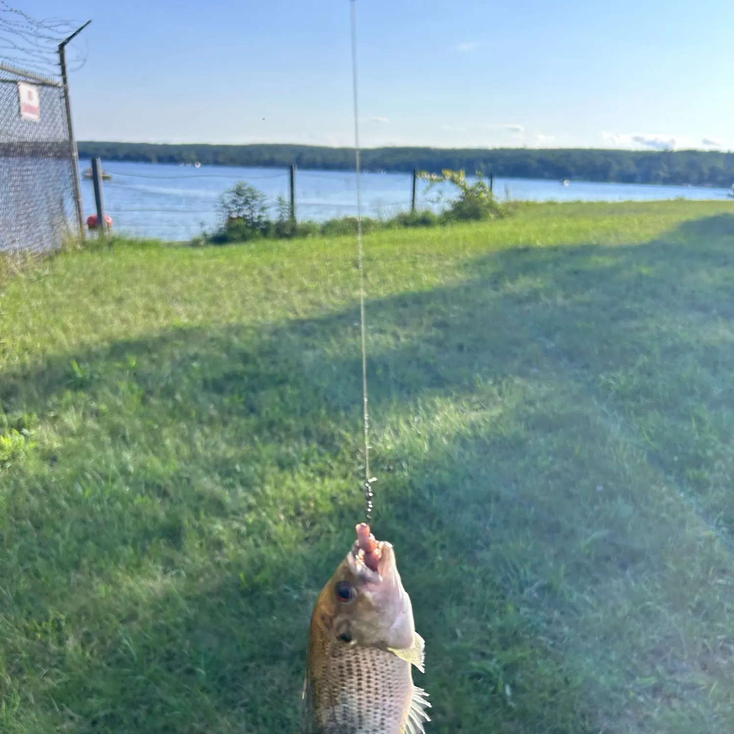 Rock bass caught on Fishbrain