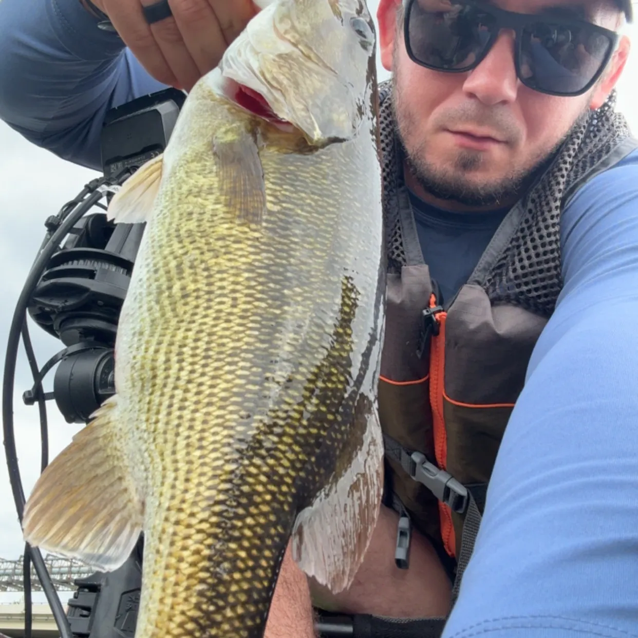 Spotted bass caught on Fishbrain