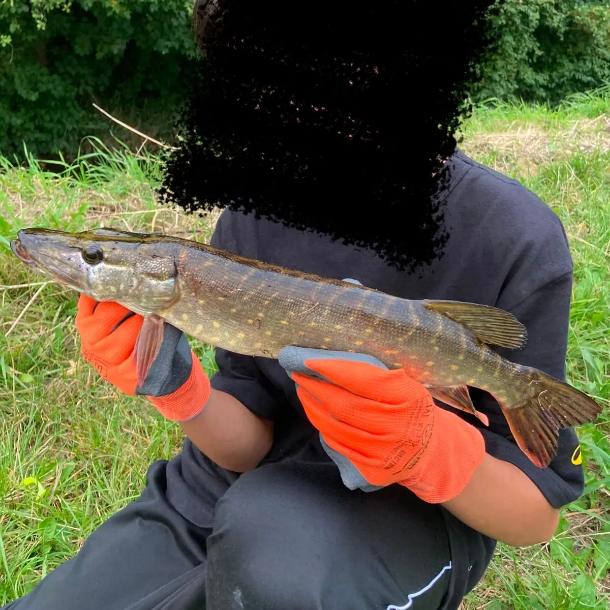 Northern pike caught on Fishbrain