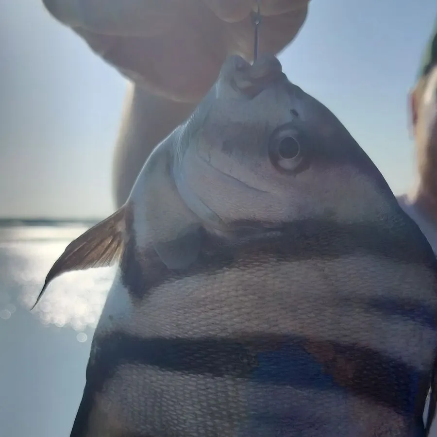The most recent Atlantic spadefish catches on Fishbrain