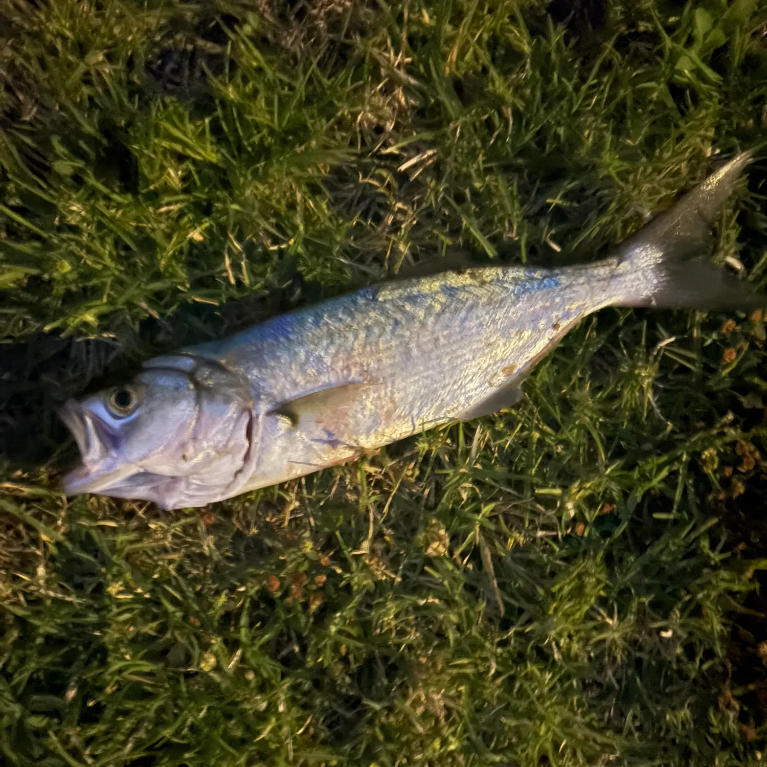 Bluefish caught on Fishbrain