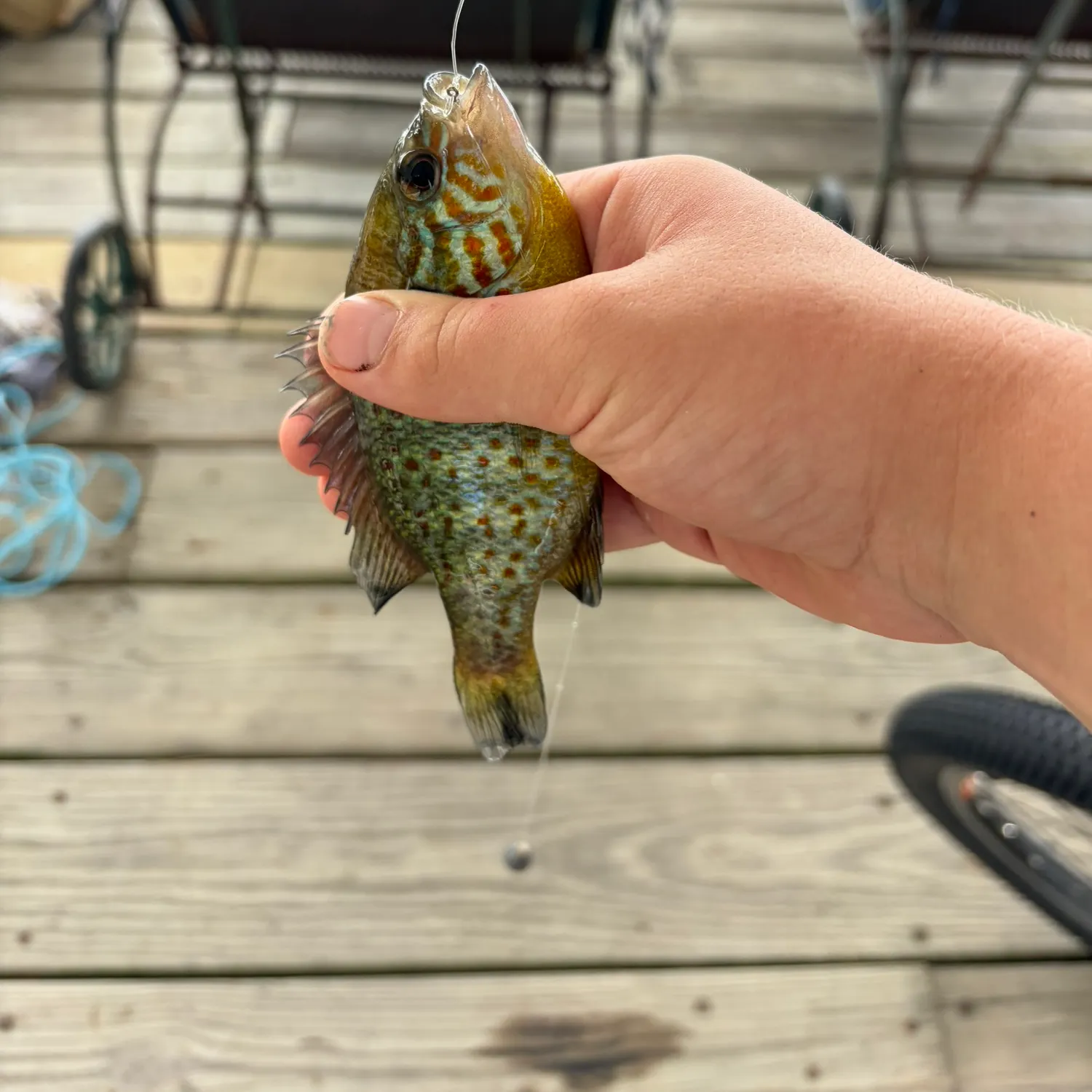 Pumpkinseed caught on Fishbrain