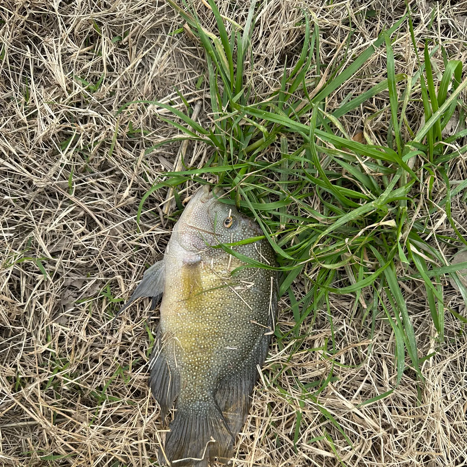 The most recent Rio Grande cichlid catches on Fishbrain