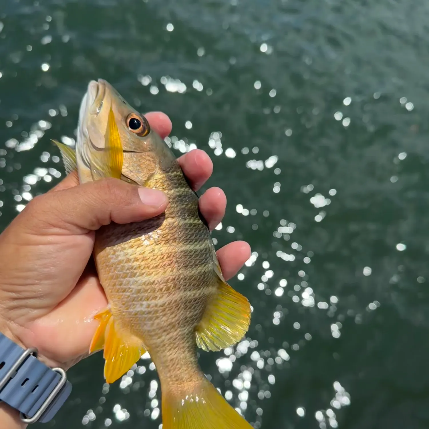 Schoolmaster snapper caught on Fishbrain