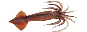 Gould's squid