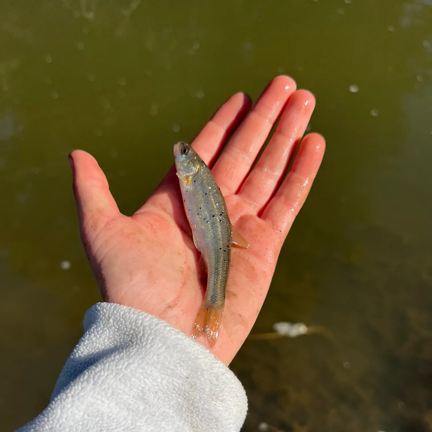 The most recent Trout-perch catches on Fishbrain