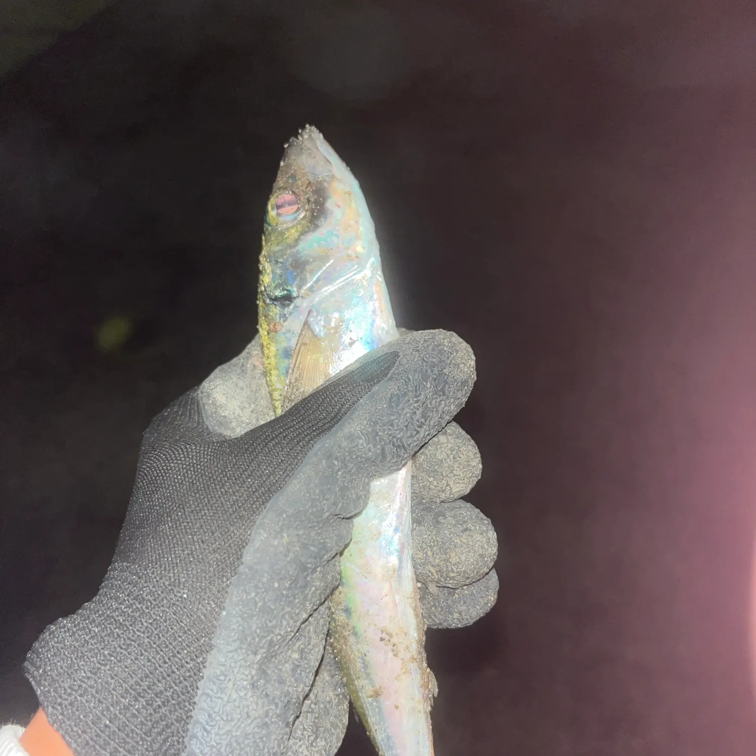 Pacific chub mackerel caught on Fishbrain