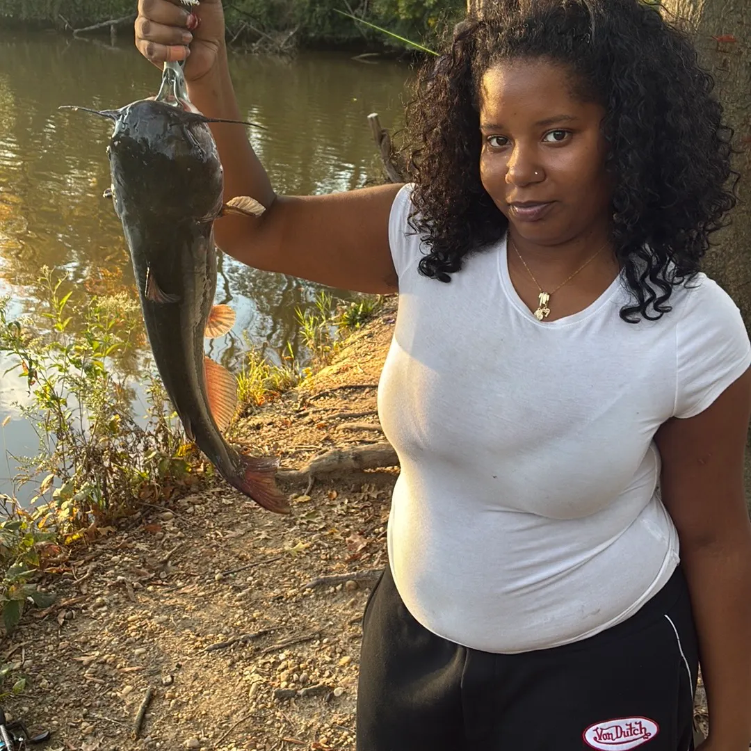 Channel catfish caught on Fishbrain