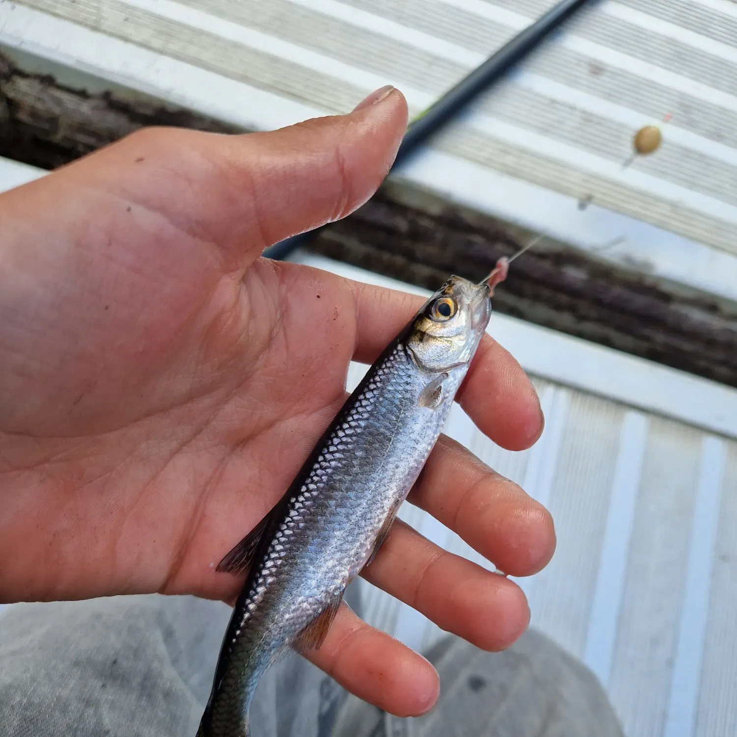 The most recent Vendace catches on Fishbrain