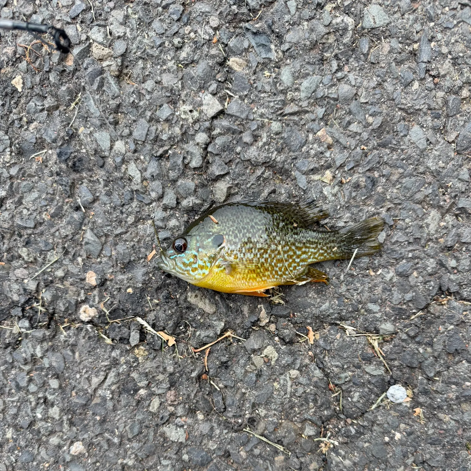 Greengill hybrid caught on Fishbrain