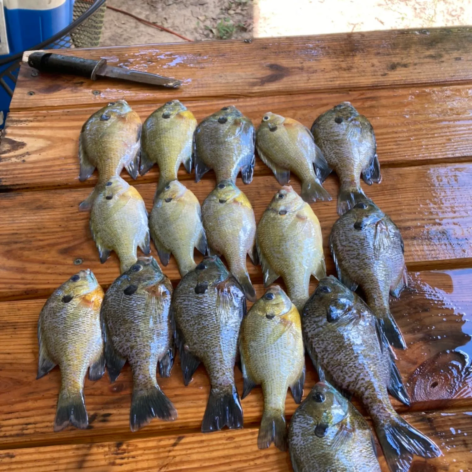 recently logged catches