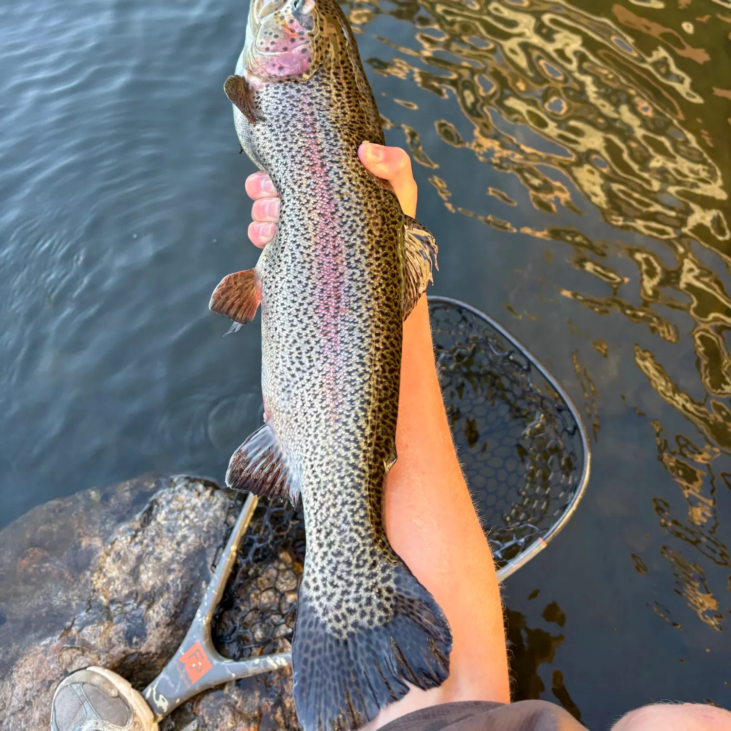 Rainbow trout caught on Fishbrain