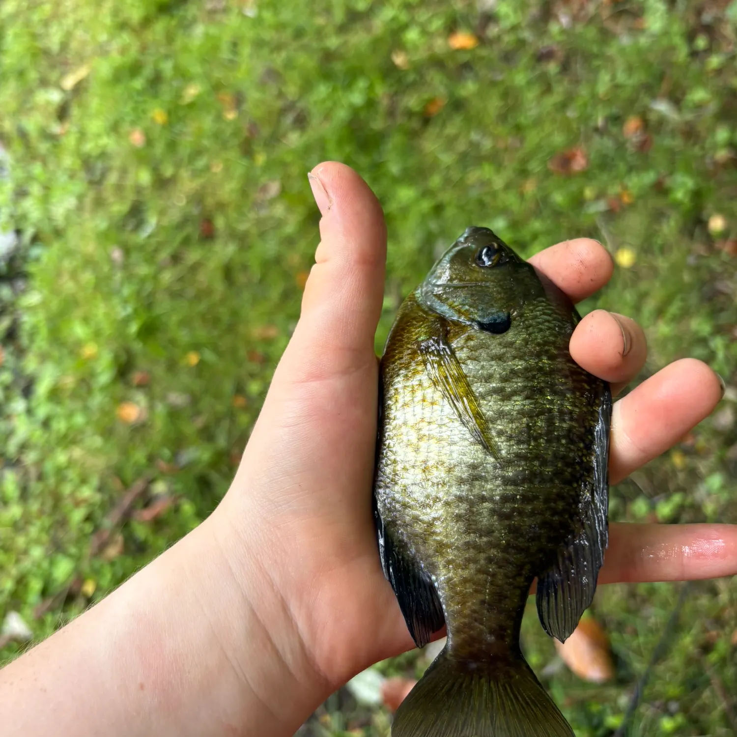 Bluegill caught on Fishbrain
