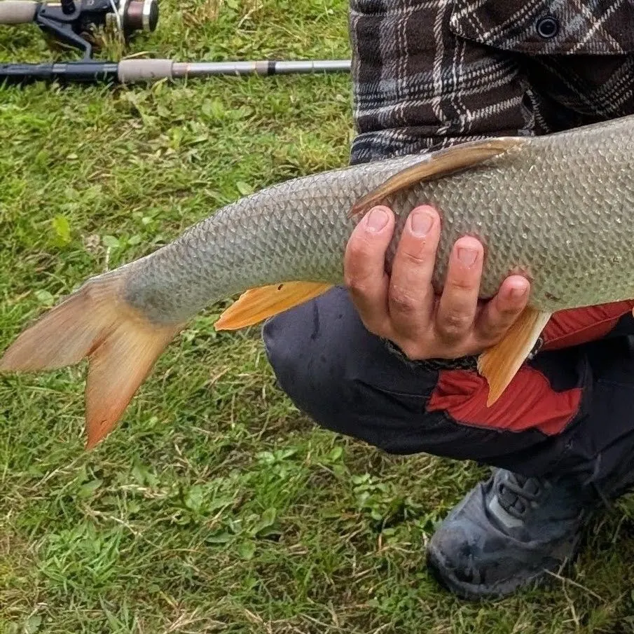 The most recent Common barbel catches on Fishbrain