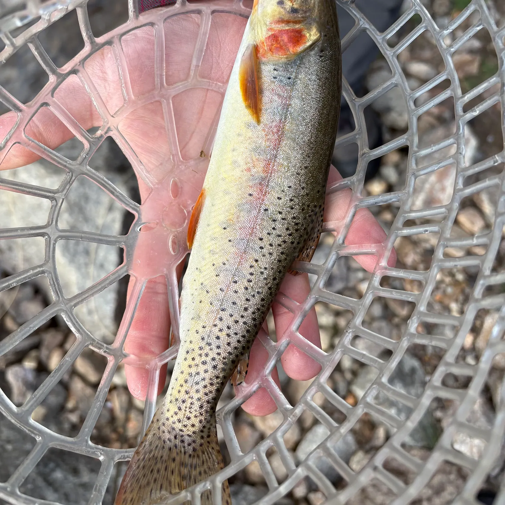 The most recent Cutthroat trout catches on Fishbrain