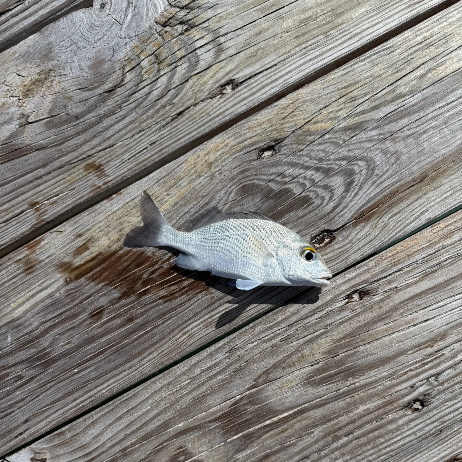 The most recent Sailor's choice grunt catches on Fishbrain