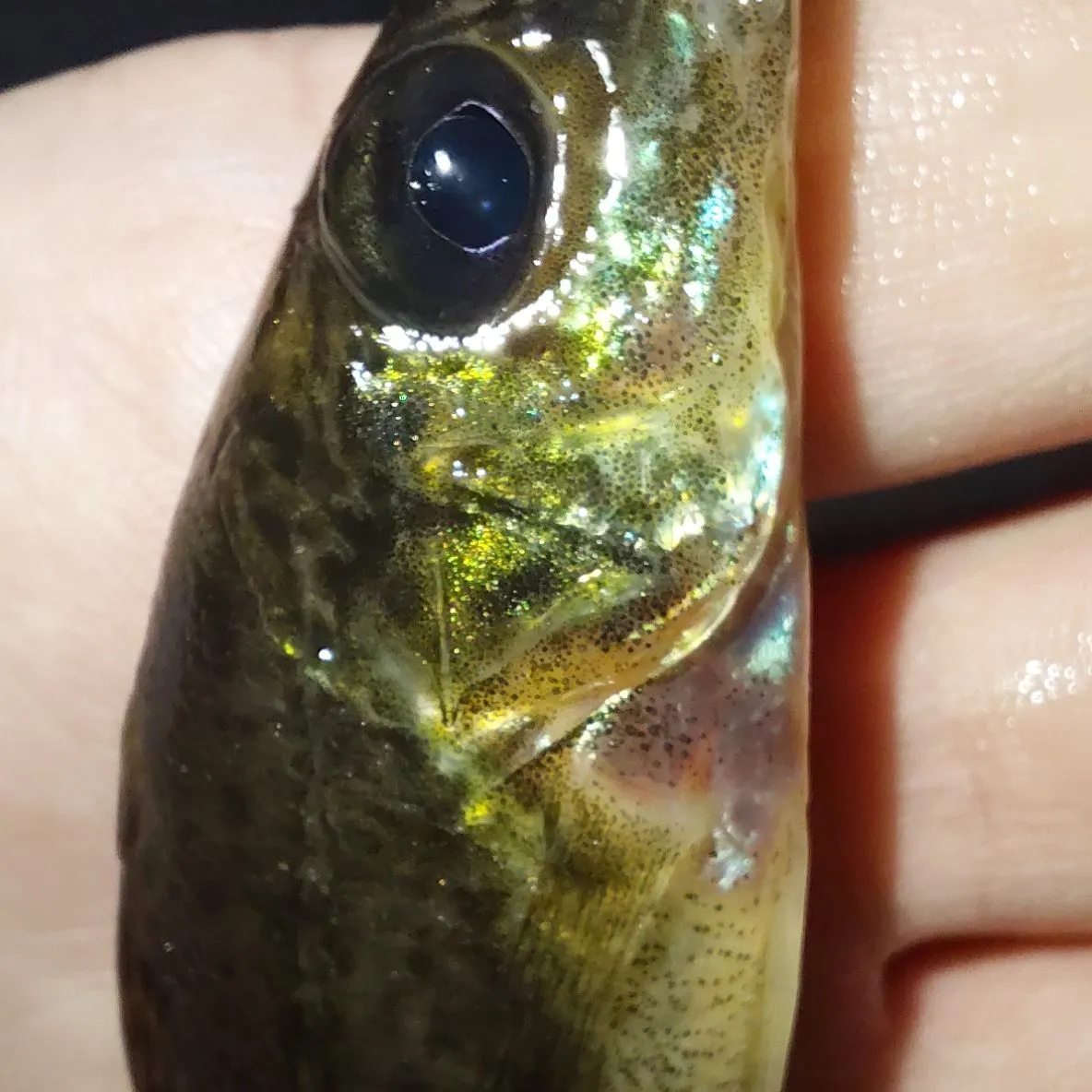 The most recent Eurasian ruffe catches on Fishbrain
