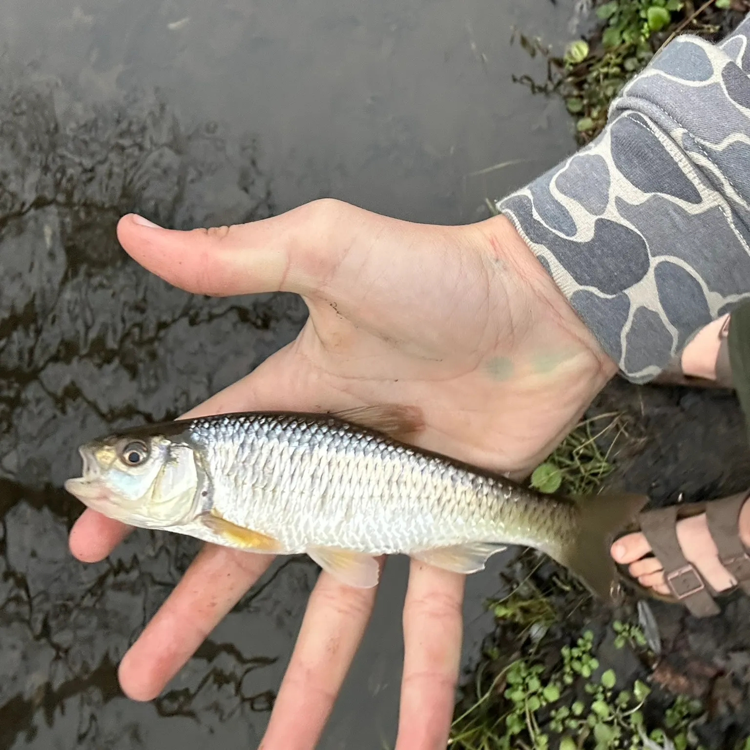 The most recent Striped shiner catches on Fishbrain