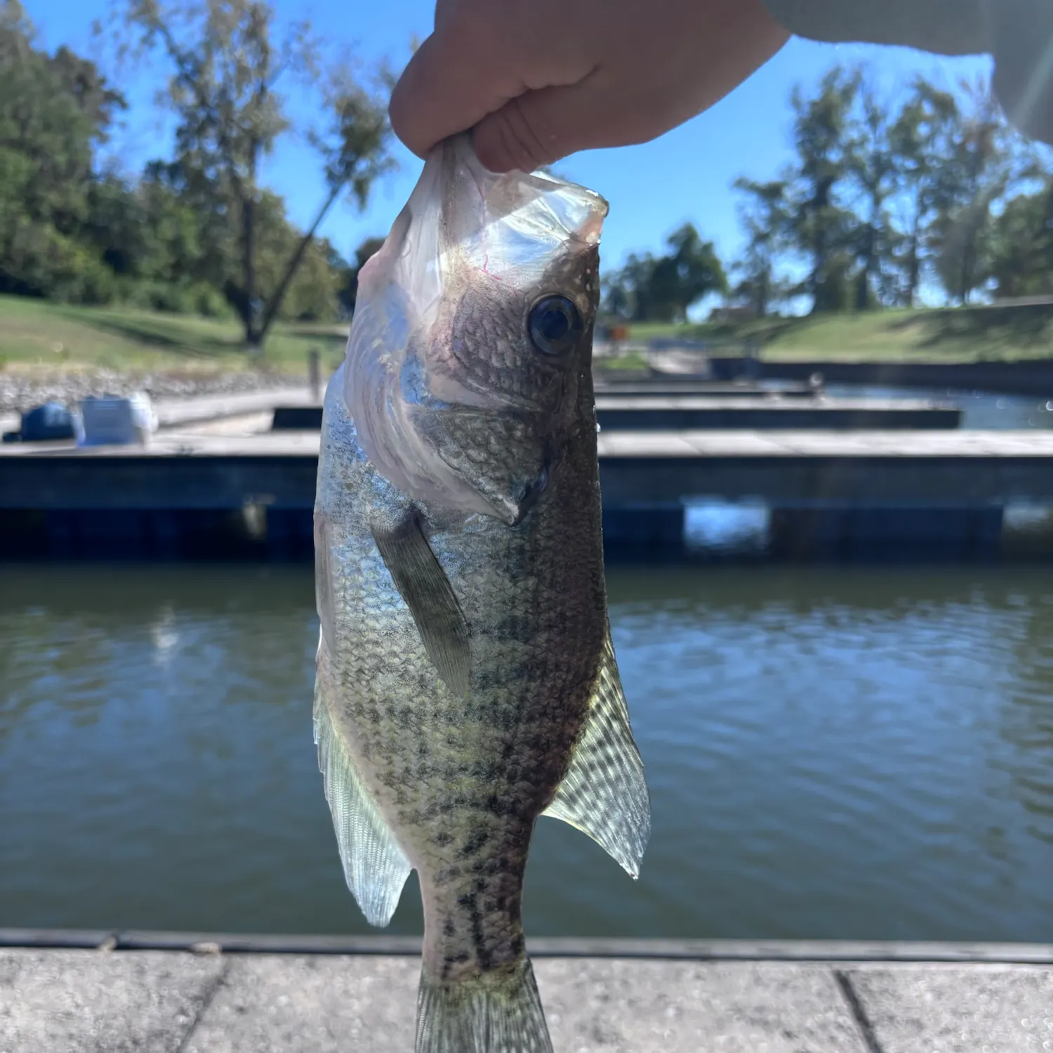 White crappie caught on Fishbrain