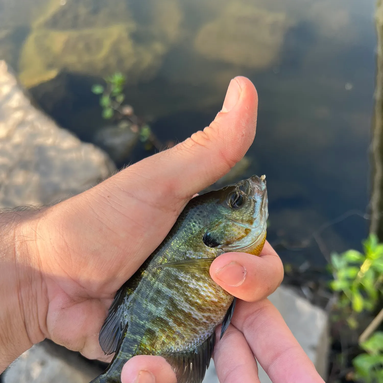 The most recent Bluegill catches on Fishbrain