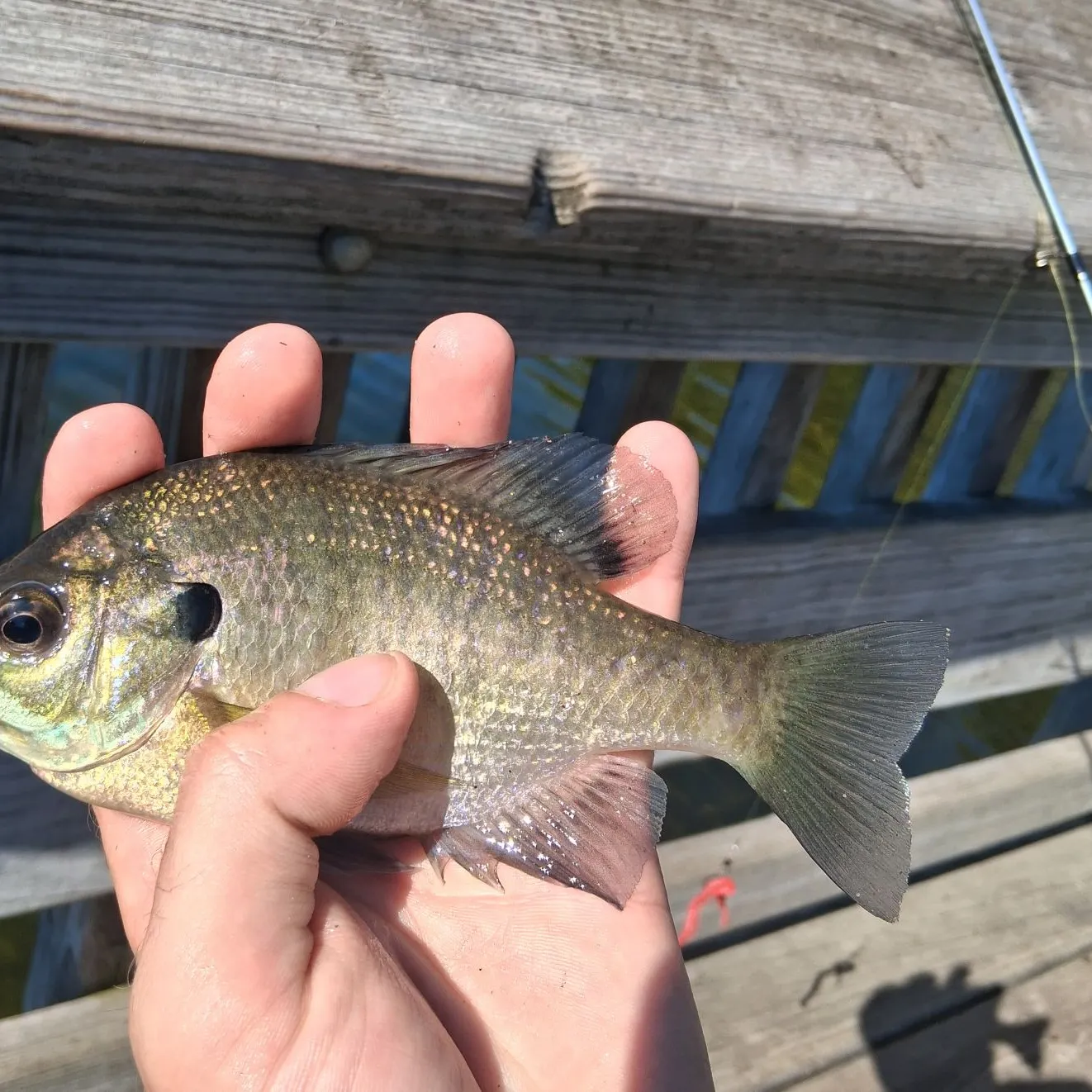 Bluegill caught on Fishbrain