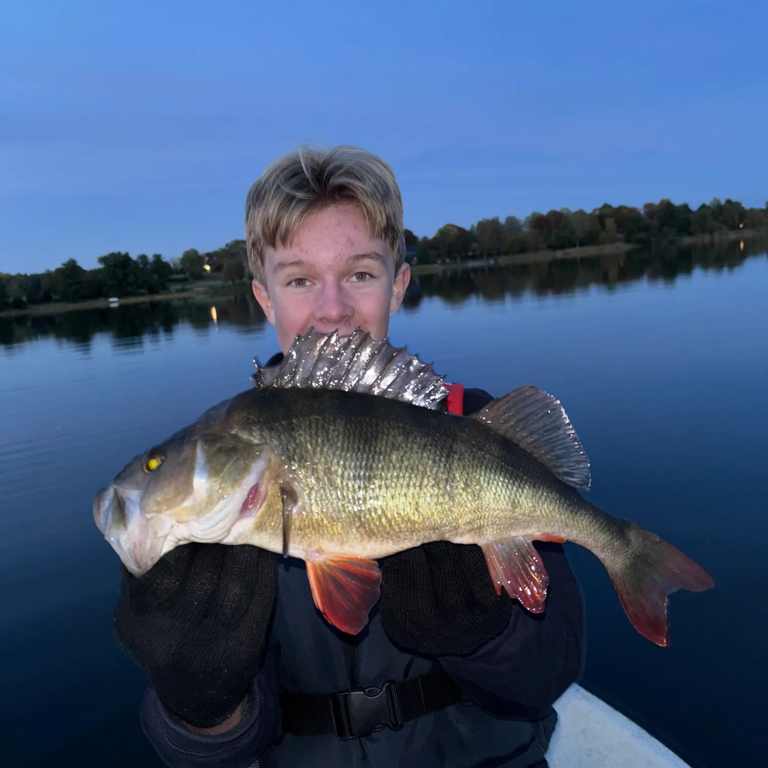 European perch caught on Fishbrain