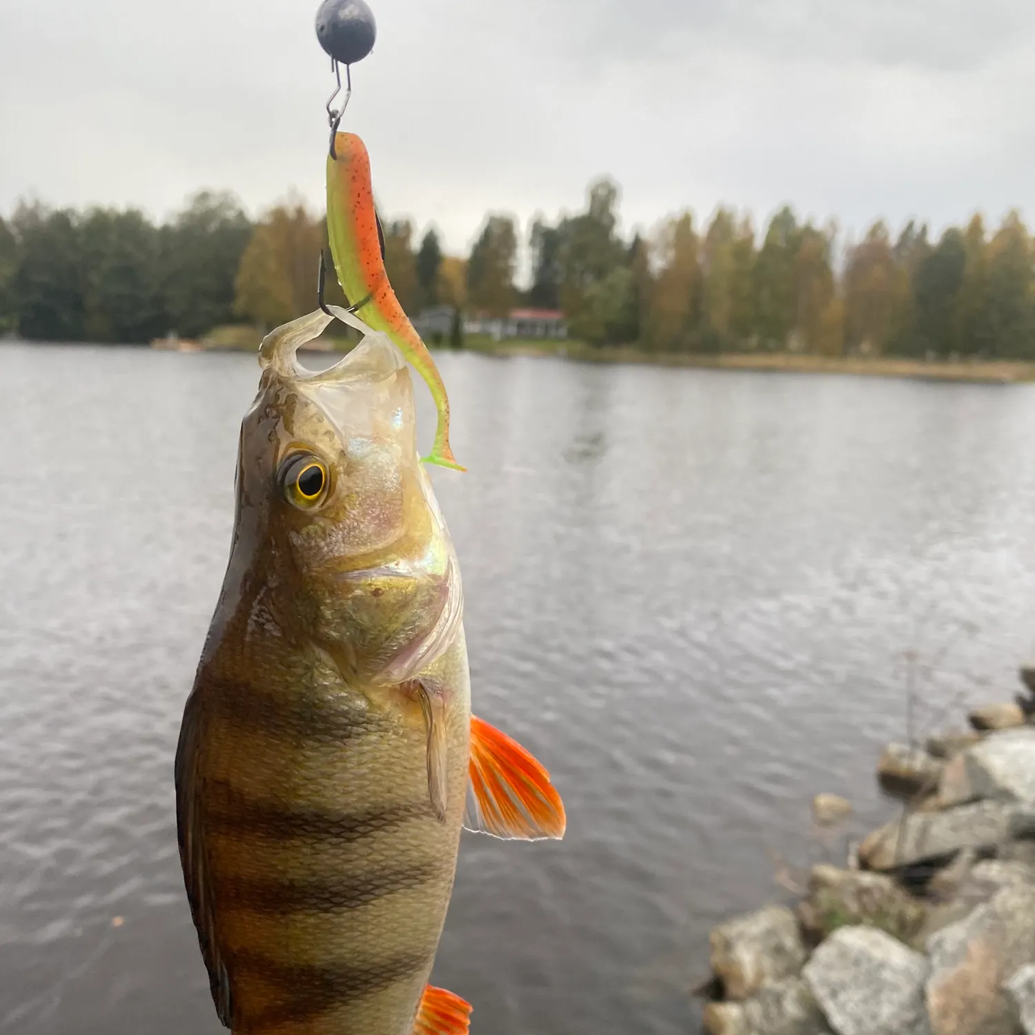 European perch caught on Fishbrain