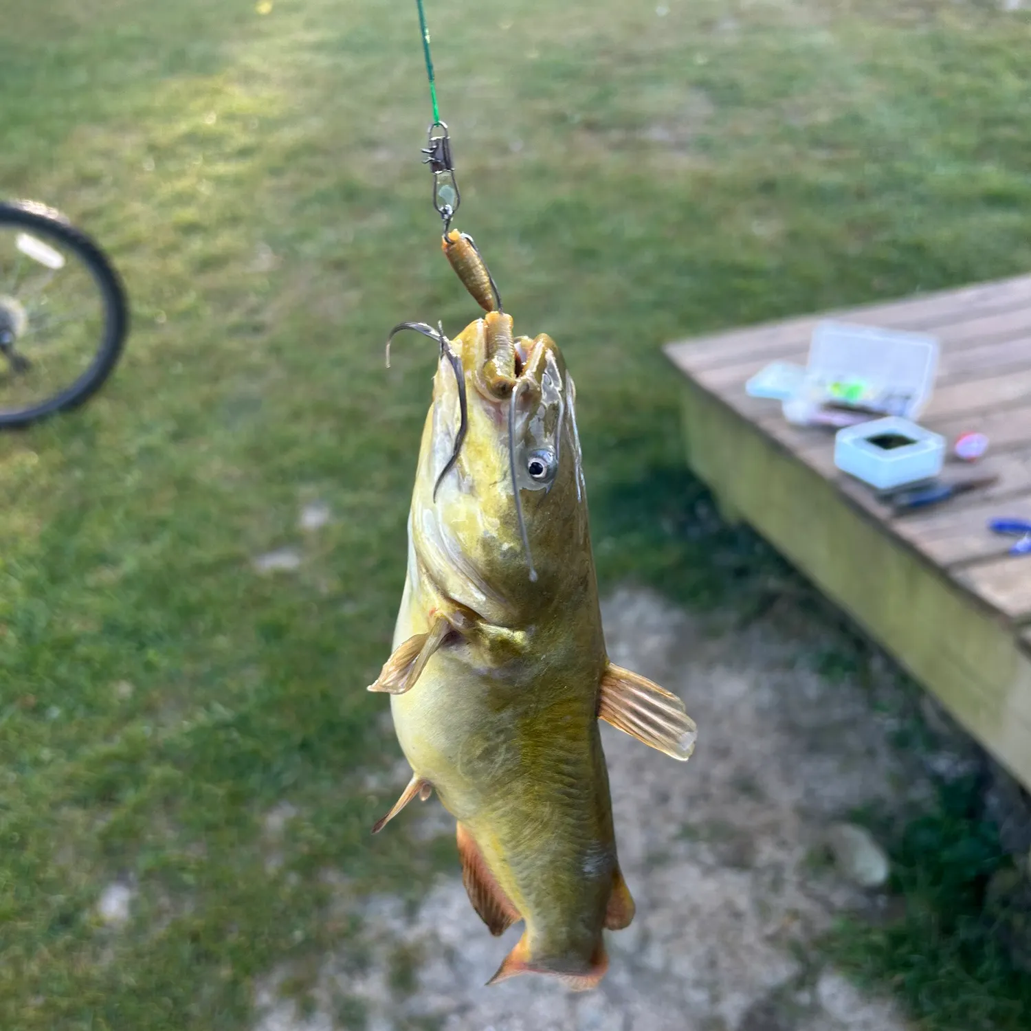 Black bullhead caught on Fishbrain