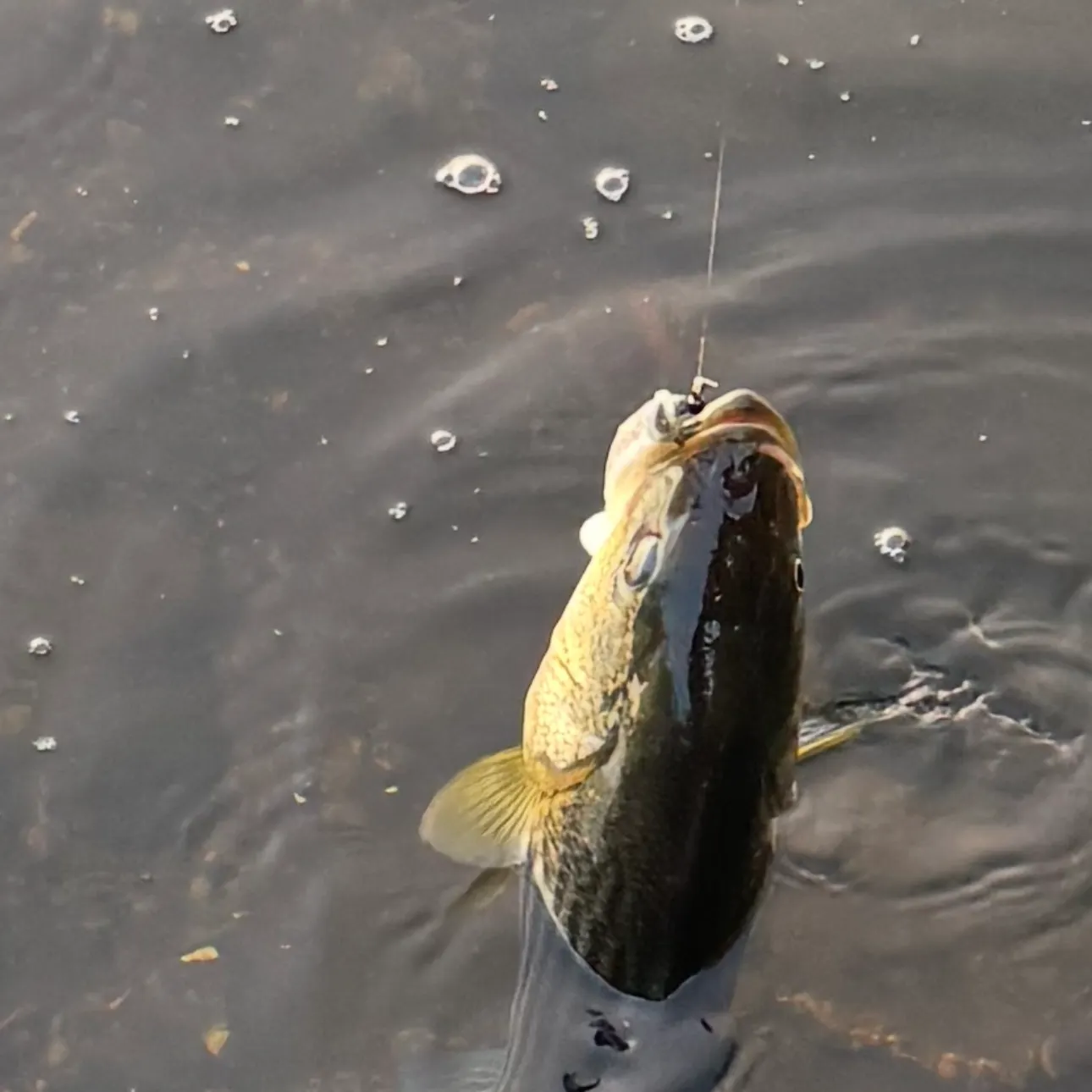 Striped bass caught on Fishbrain