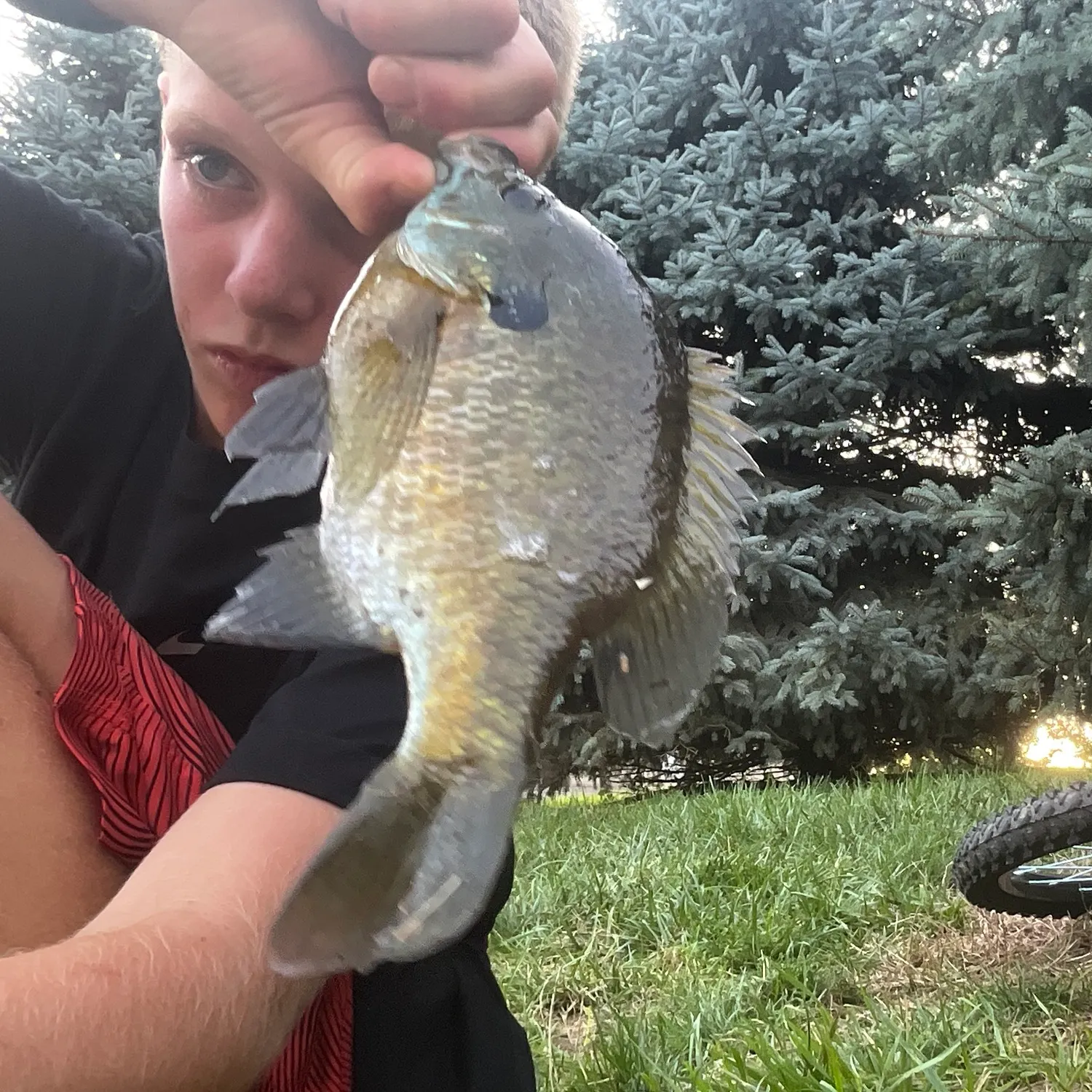 Bluegill caught on Fishbrain