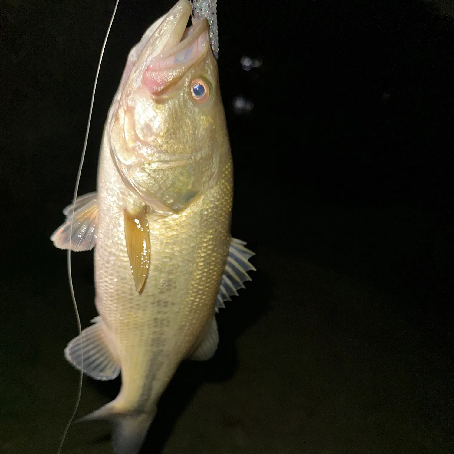 Largemouth bass caught on Fishbrain