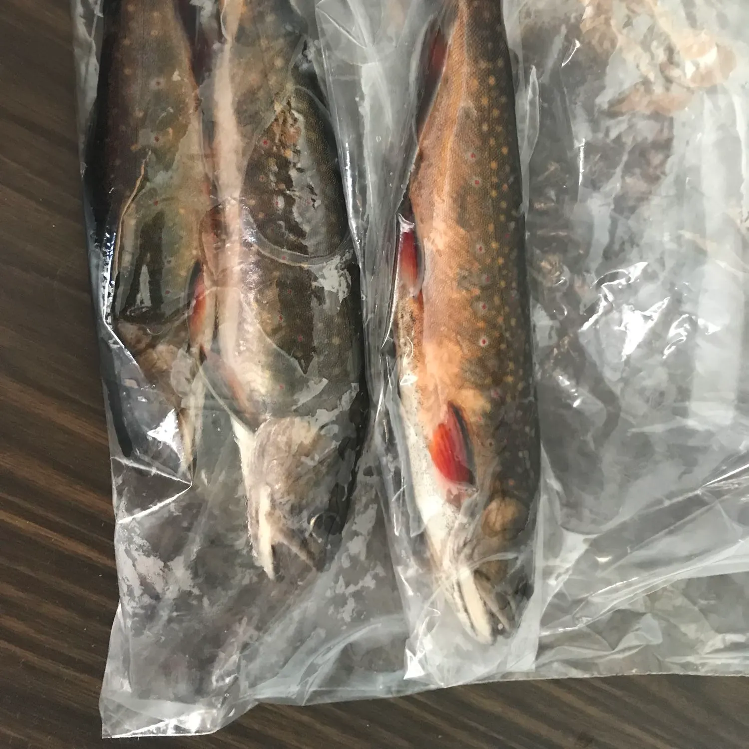 recently logged catches