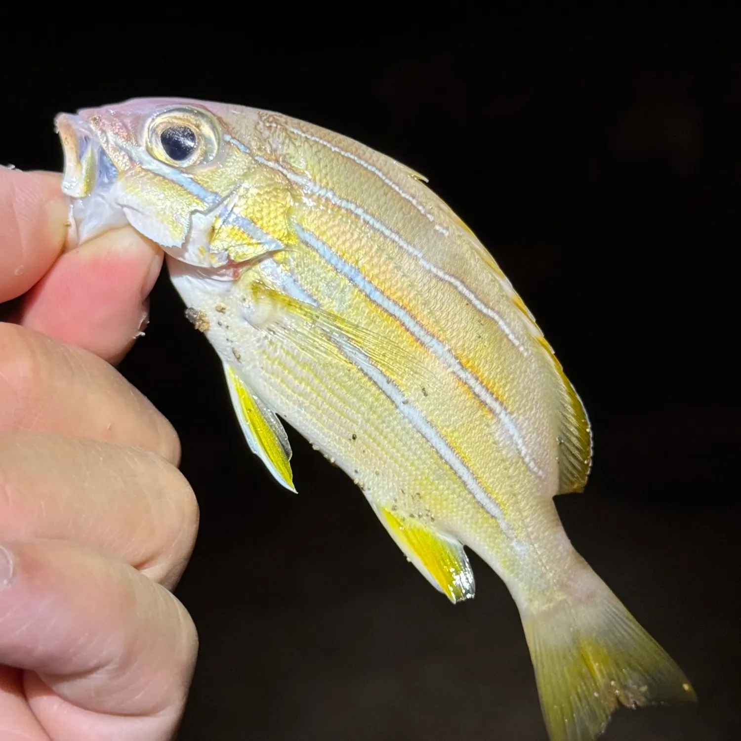 The most popular recent Common bluestripe snapper catch on Fishbrain