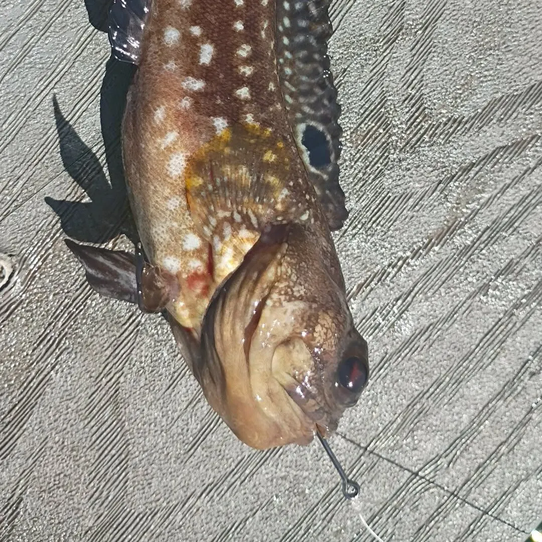 The most recent Spotfin jawfish catches on Fishbrain