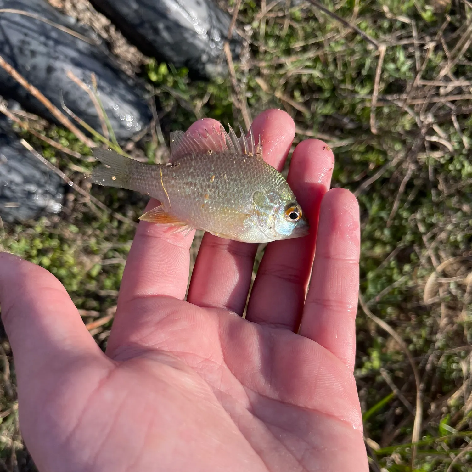 The most recent Longear sunfish catches on Fishbrain
