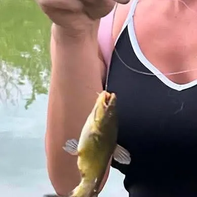 Black bullhead caught on Fishbrain