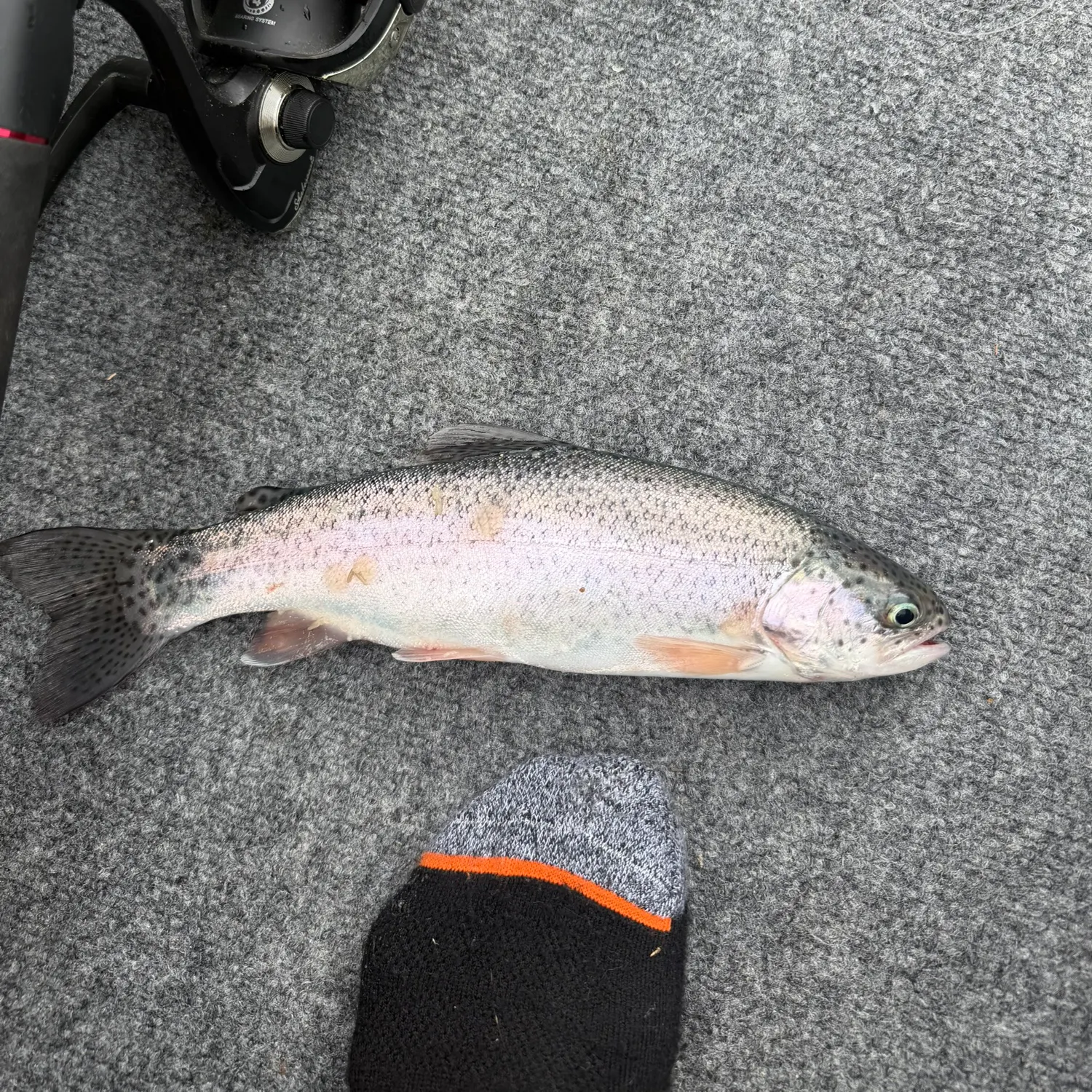 Rainbow trout caught on Fishbrain