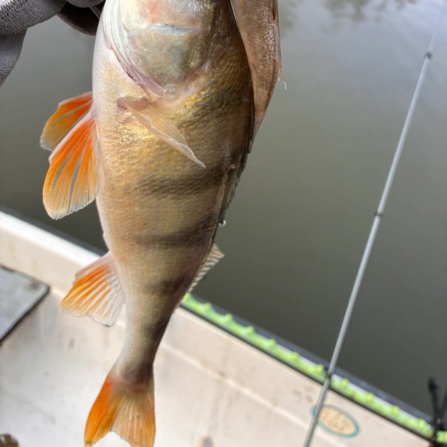 European perch caught on Fishbrain