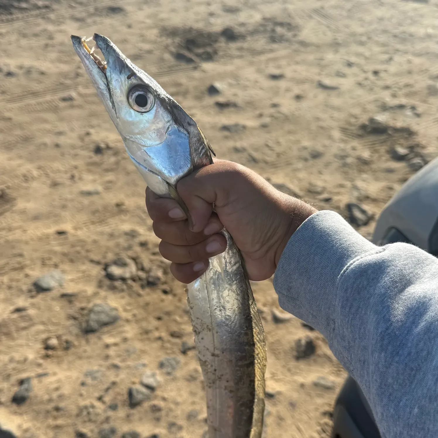 The most recent Silver scabbardfish catches on Fishbrain