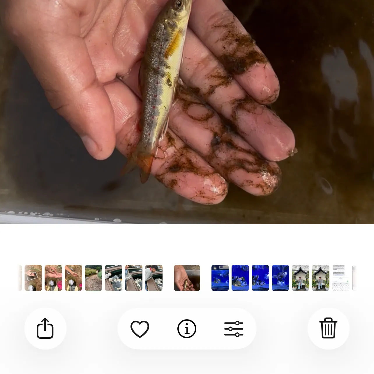recently logged catches