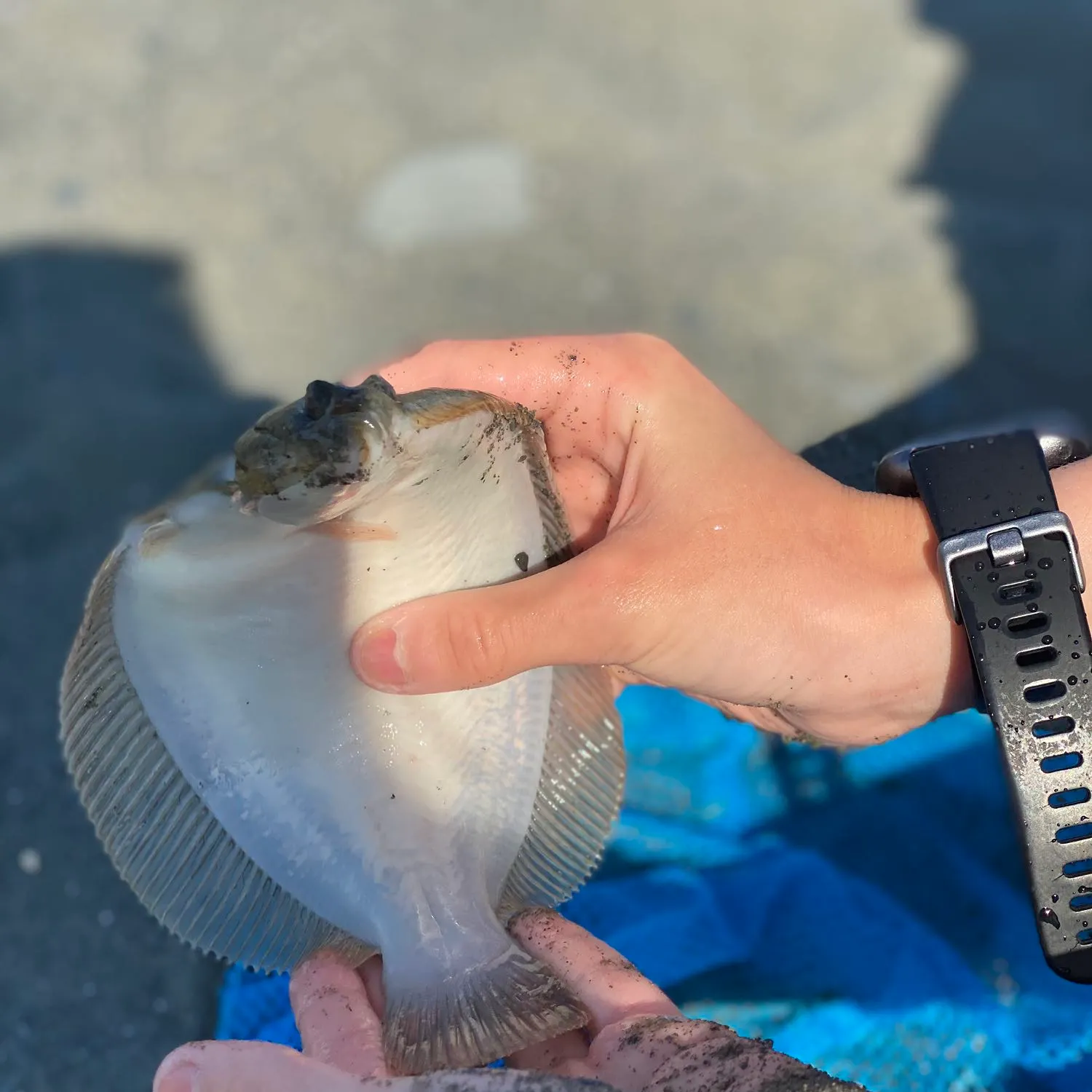 Winter flounder caught on Fishbrain