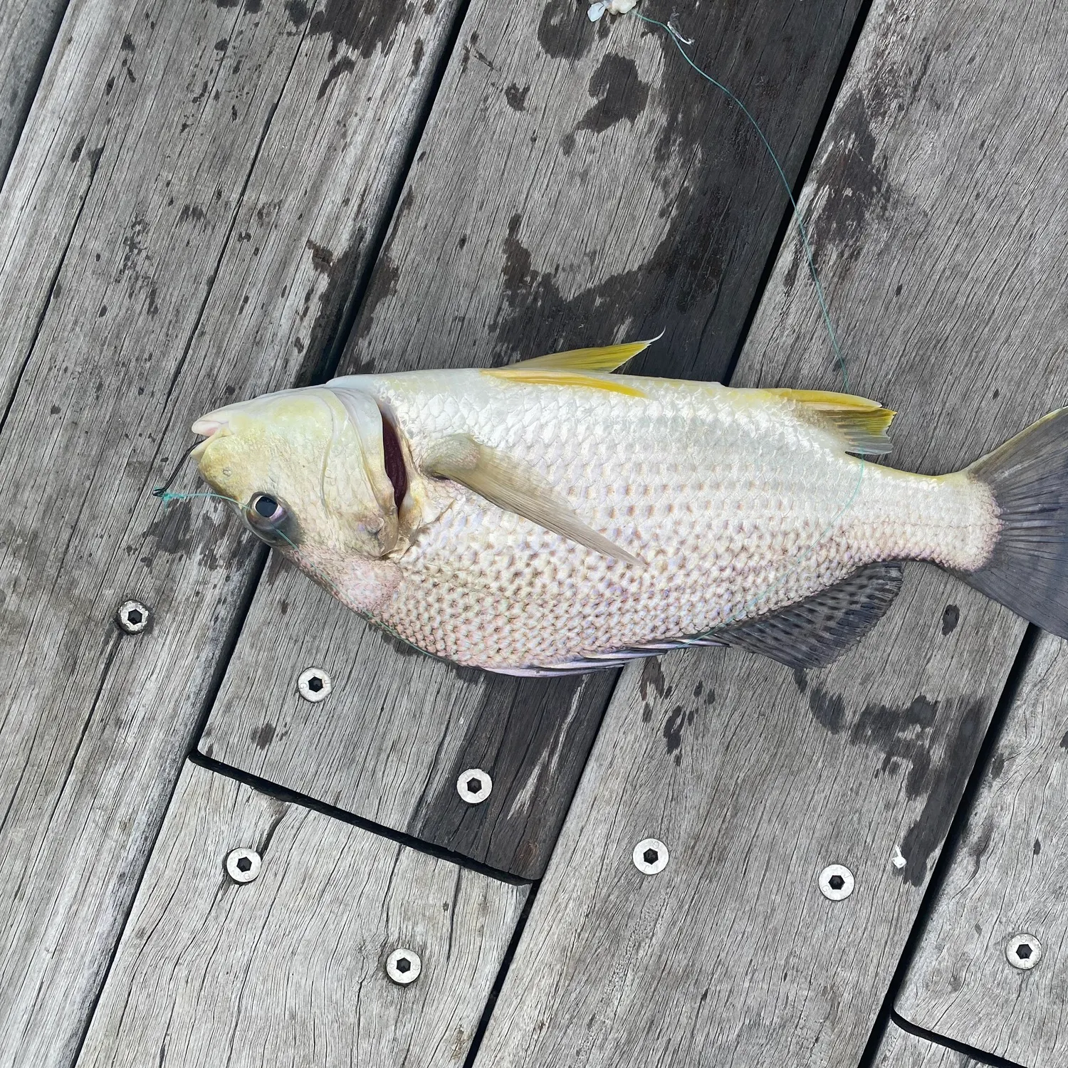 Javelin grunter caught on Fishbrain