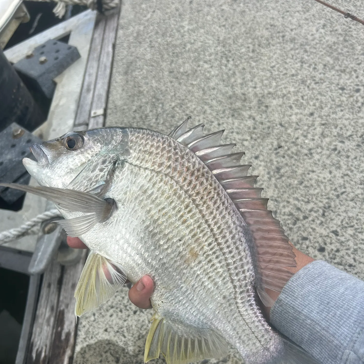 Dusky flathead caught on Fishbrain