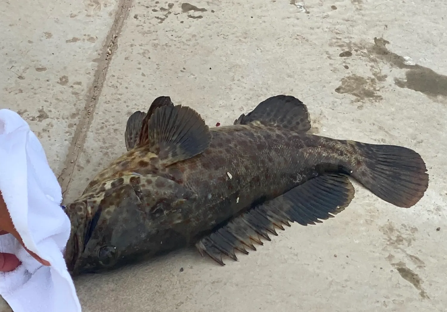 Orange-spotted grouper