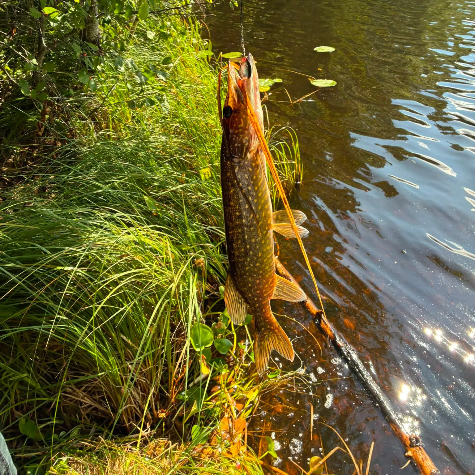 Northern pike caught on Fishbrain