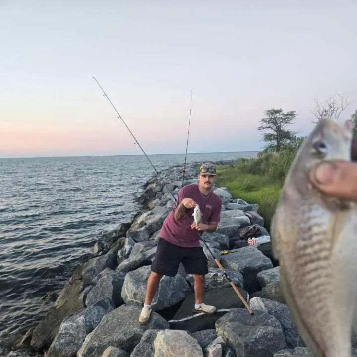 The most recent Atlantic croaker catches on Fishbrain